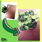 How to Take Care of Plants Fine Motor Skills Development Science Worksheets (4-6 Year Olds)